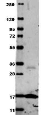 Western Blot: TNF-alpha Antibody [NBP2-44062]